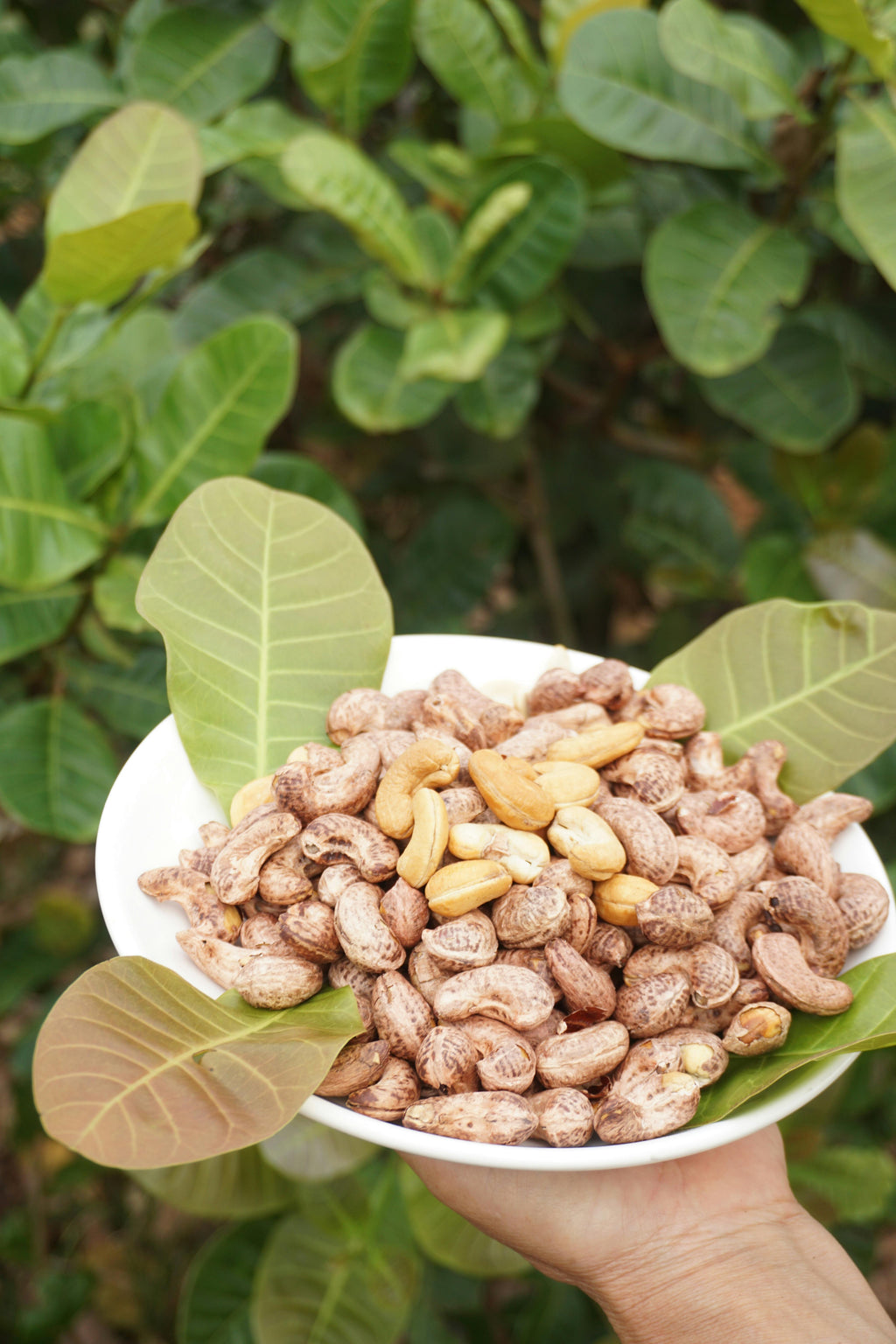 Spring Tropics Gourmet Granola